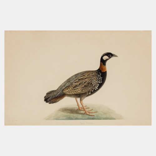 Company School watercolour of a Black Francolin